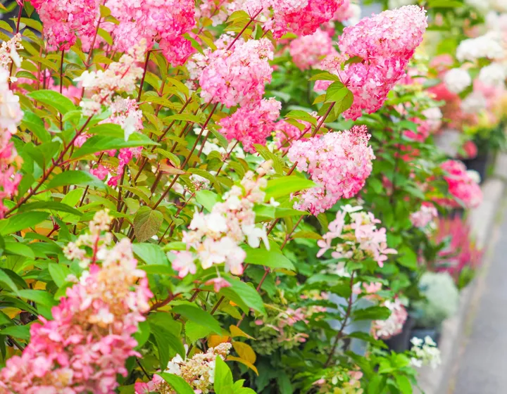 Caragh Nurseries