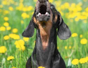 Pacdog