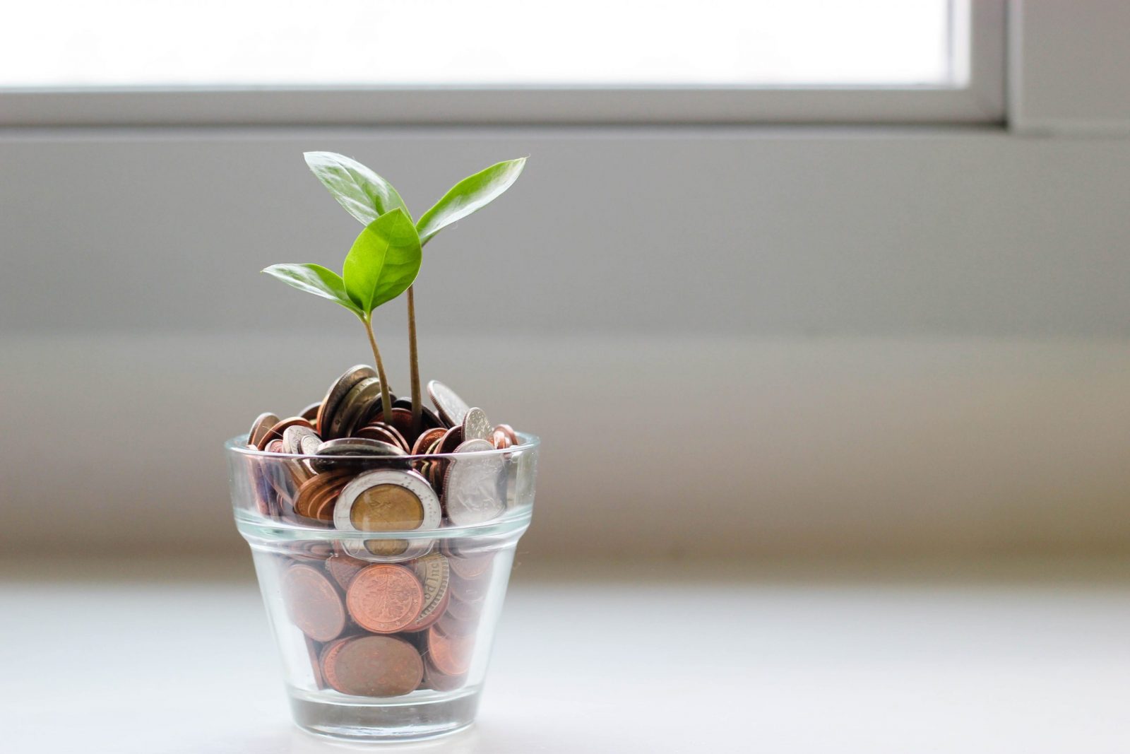 A mini money tree depicting the ideation that Ireland is going into an economic boom